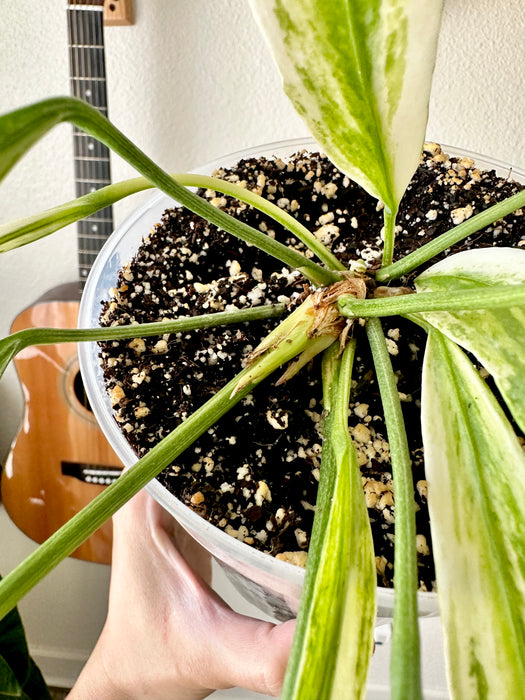 Anthurium Vittarifolium Variegated