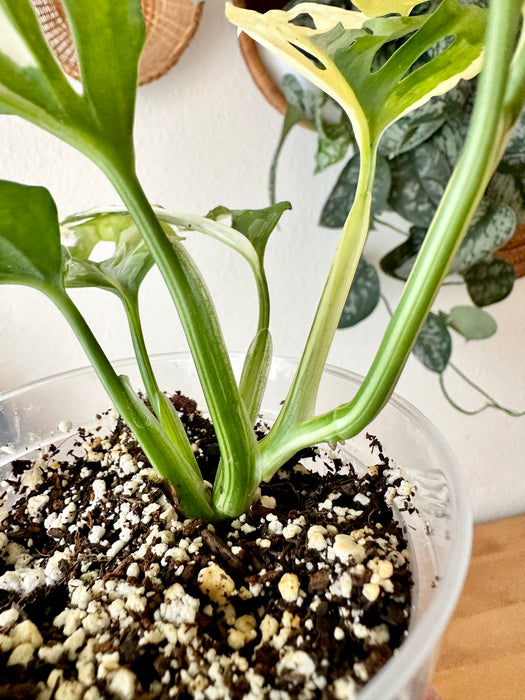 Monstera Adansonii Tricolor