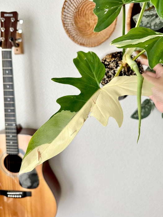 Philodendron Golden Dragon Variegated