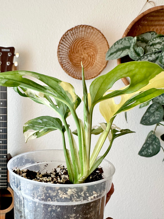 Monstera Adansonii Tricolor