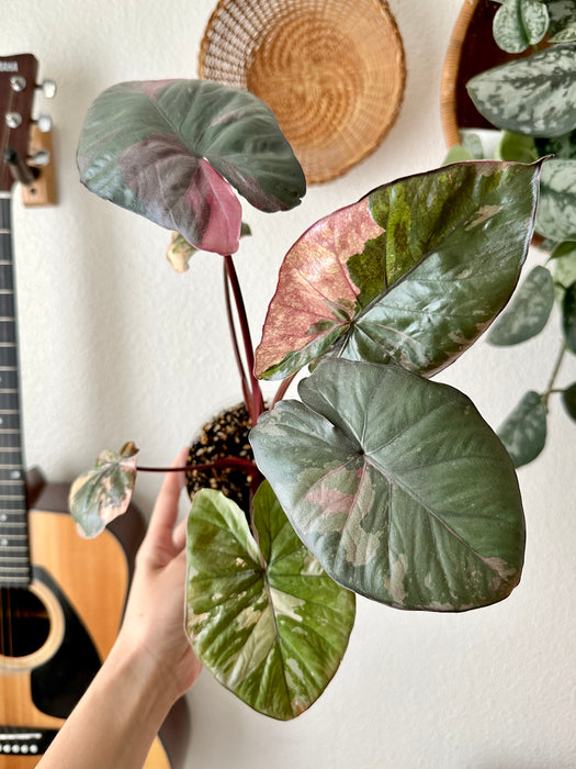 Alocasia Serendipity Variegated