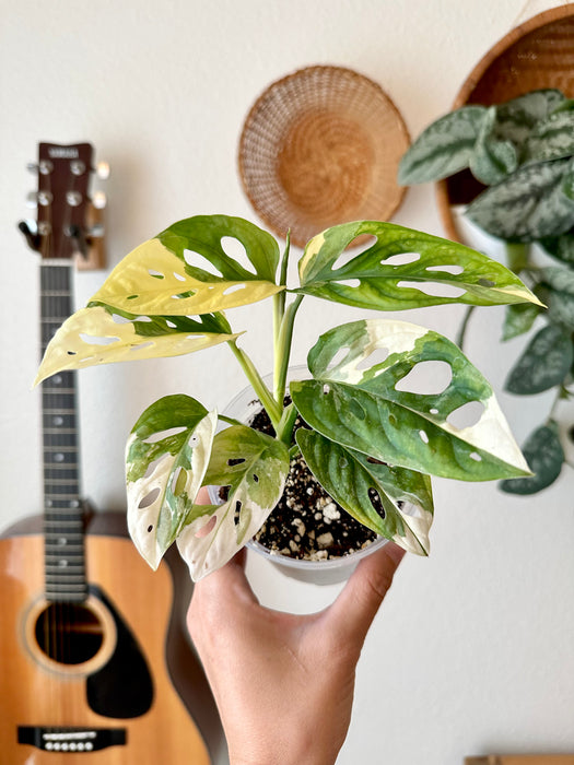 Monstera Adansonii Tricolor