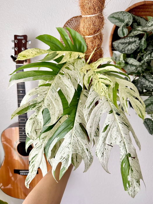 Epipremnum pinnatum 'Marble' variegated (34A) – Rare Plant Fairy