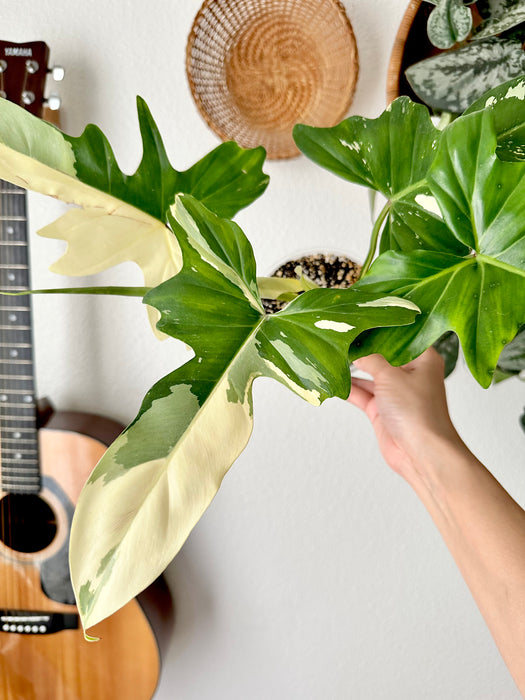 Philodendron Golden Dragon Variegated