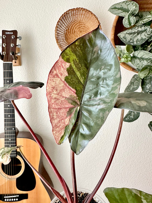 Alocasia Serendipity Variegated