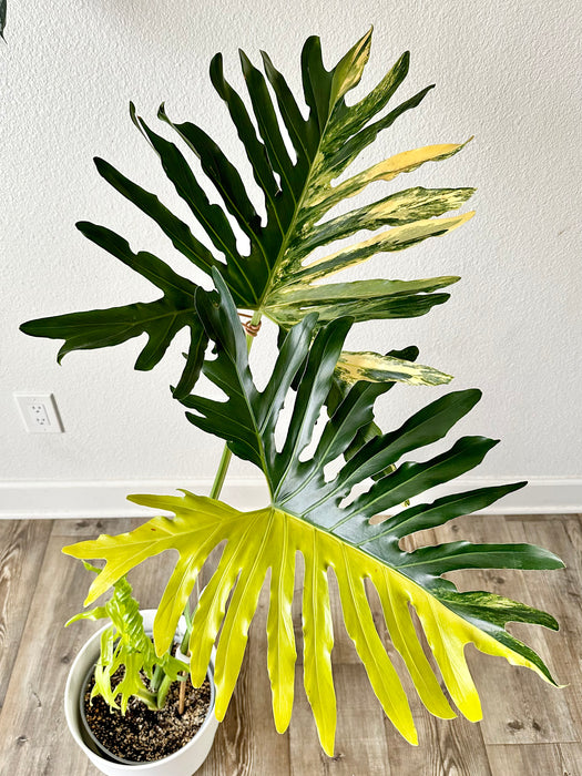 Thaumatophyllum Bipinnatifidum / Philodendron Selloum Aurea Variegated