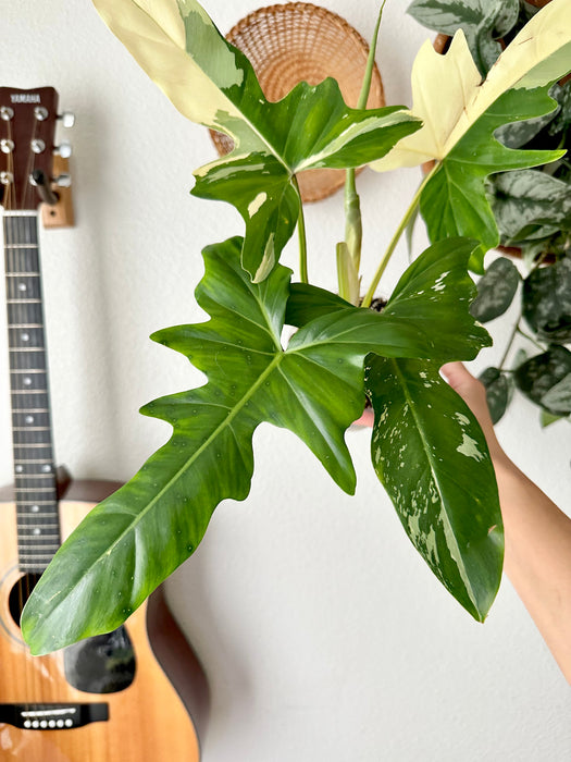 Philodendron Golden Dragon Variegated