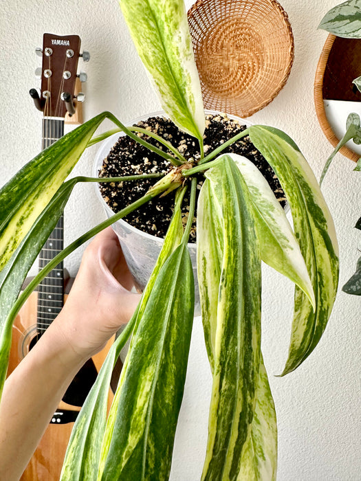 Anthurium Vittarifolium Variegated