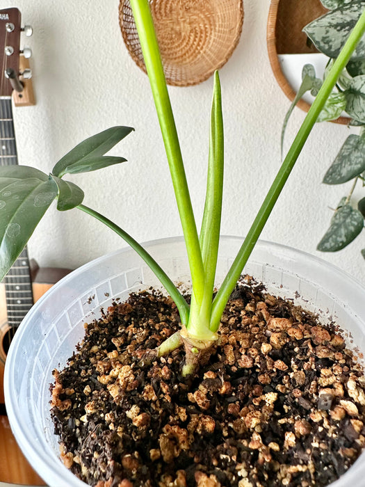 Thaumatophyllum Spruceanum Mint / Philodendron Goeldii Mint Variegated