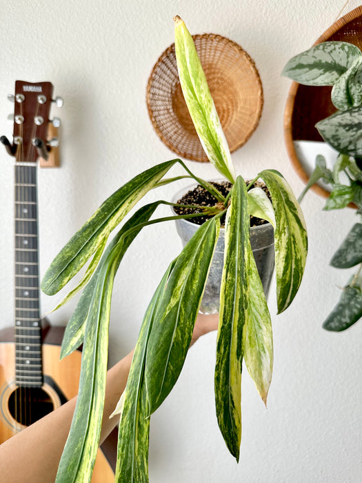 Anthurium Vittarifolium Variegated