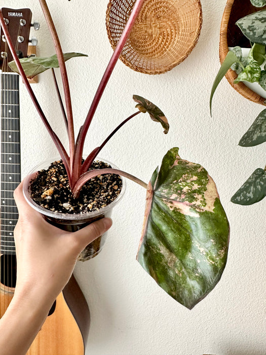 Alocasia Serendipity Variegated