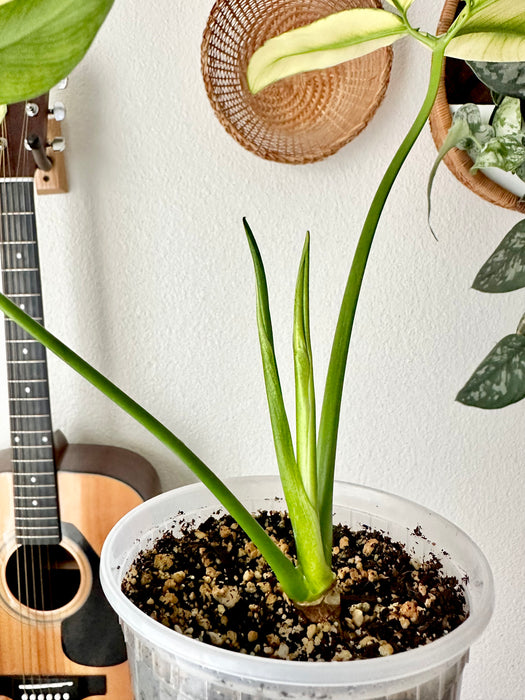 Thaumatophyllum Spruceanum Mint / Philodendron Goeldii Mint Variegated