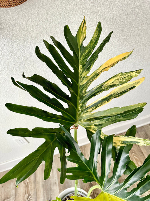 Thaumatophyllum Bipinnatifidum / Philodendron Selloum Aurea Variegated