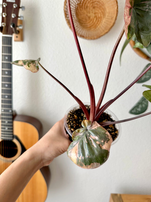 Alocasia Serendipity Variegated