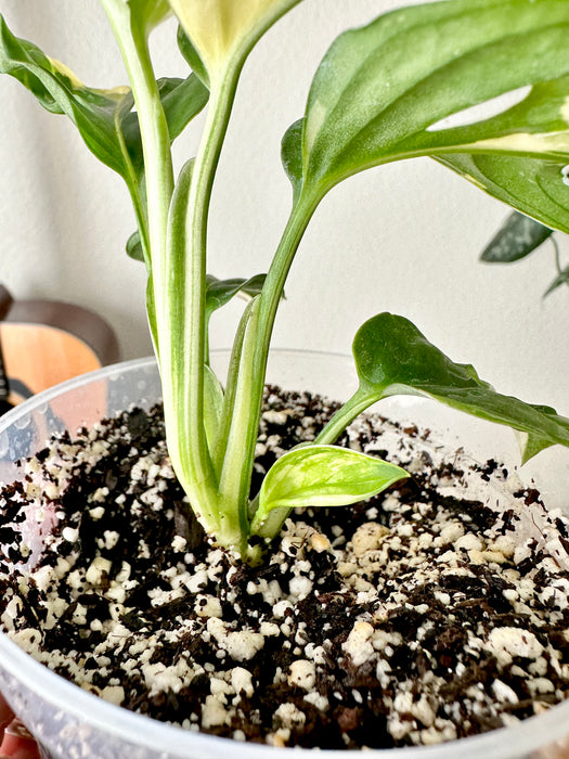 Monstera Adansonii Tricolor