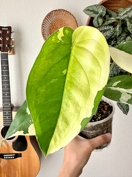 Syngonium Chiapense Variegated