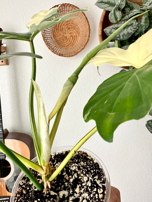 Philodendron Golden Dragon Variegated