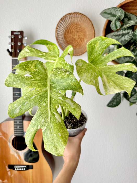 Monstera Thai Constellation "Platinum"