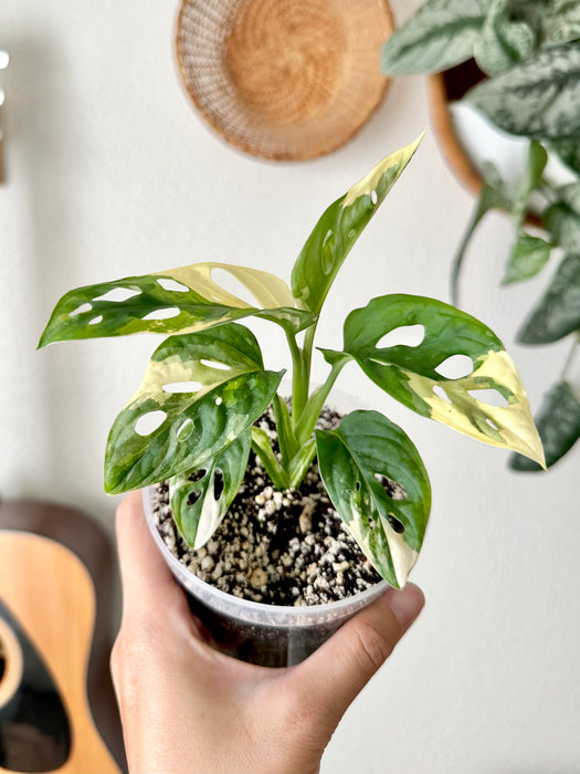 Monstera Adansonii Tricolor