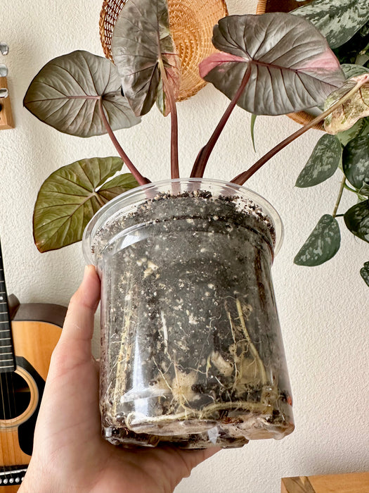 Alocasia Serendipity Variegated