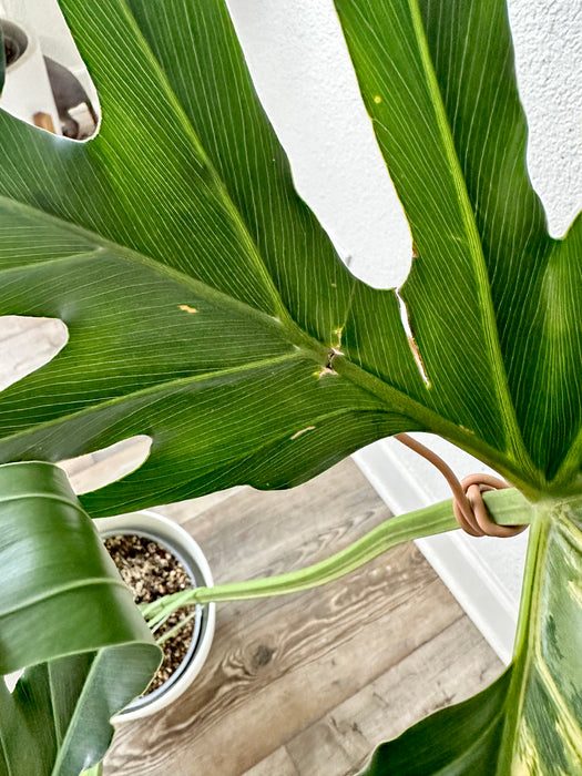 Thaumatophyllum Bipinnatifidum / Philodendron Selloum Aurea Variegated