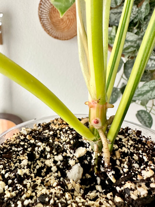 Philodendron Golden Dragon Variegated