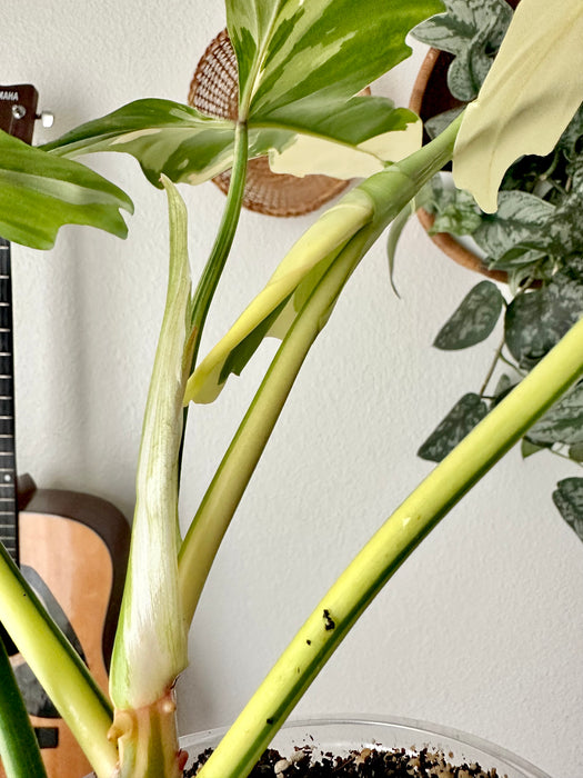 Philodendron Golden Dragon Variegated