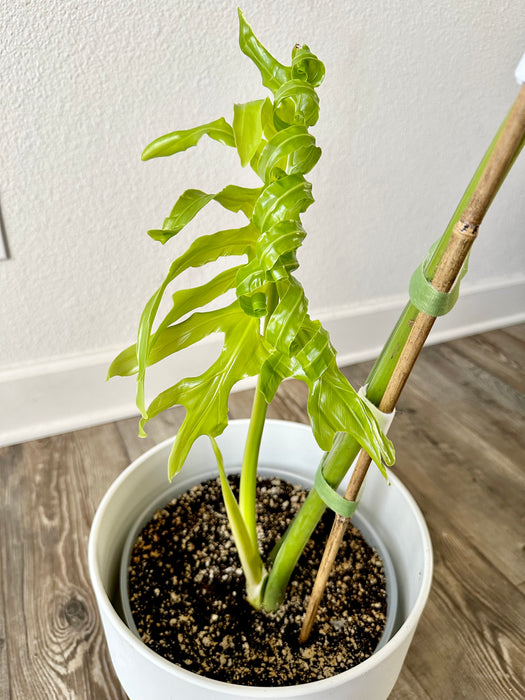 Thaumatophyllum Bipinnatifidum / Philodendron Selloum Aurea Variegated