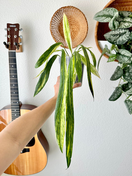 Anthurium Vittarifolium Variegated